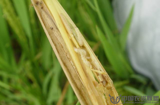 ˮ���w�����I(y��)ֲ����������ˎ���]